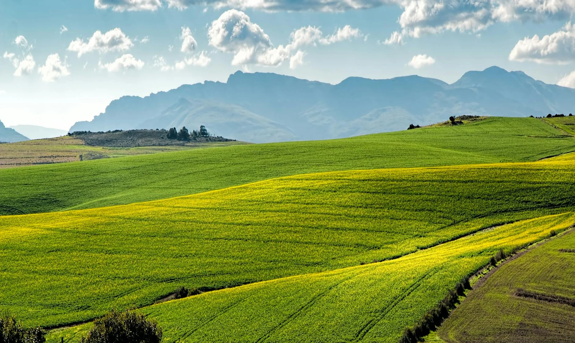 SenseUP dsRNA Biopesticides - view 3